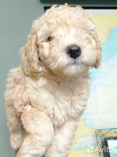 Средний малый пудель щенки