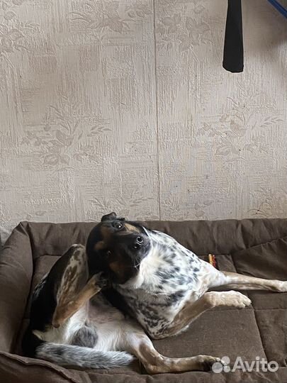 Собачья лежанка