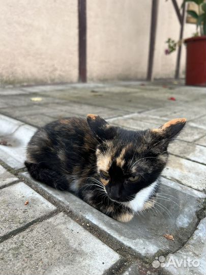 Кошка в дар