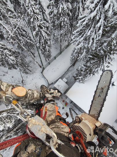 Спил деревьев. Удаление деревьев