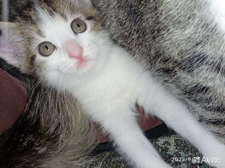 Котёнок-девочка безплатно