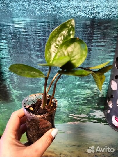 Саженец Замиокулькас (долларовое дерево)