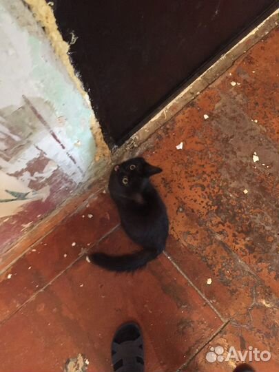 Кот 1 год