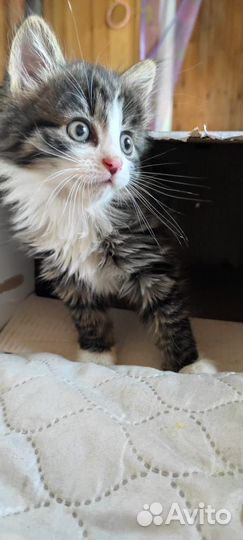 Котик в добрые руки бесплатно