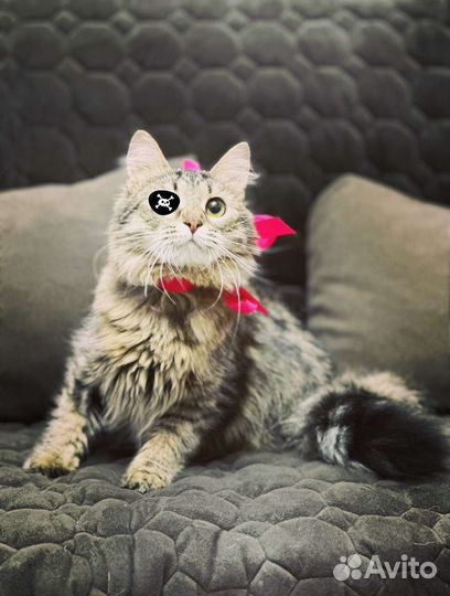 Особенная красавица котёнок подросток