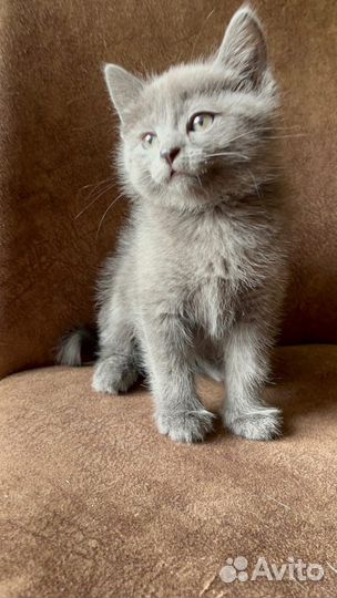 Котенок в добрые руки