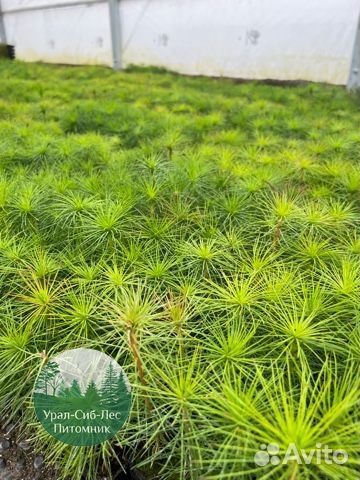 Зкс Сосна сеянцы Ели Лиственницы окс Голуб Горная