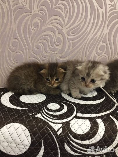 Шотландские котята