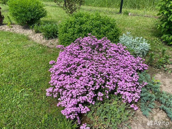 Мыльнянка, тимьян, гвоздики, иссоп