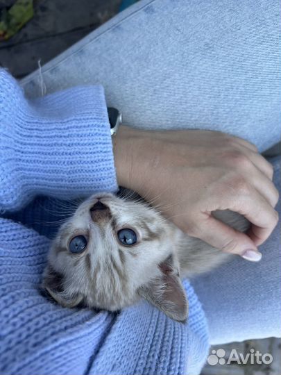 Бенгальская кошка