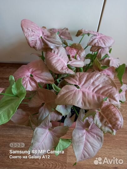 Сингониум - 