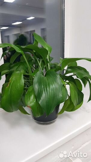 Эухарис амазонская лилия