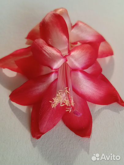 Декабрист шлюмбергера