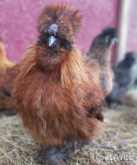 Петухи китайские шелковые