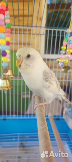 Волнистый попугай чех с клеткой