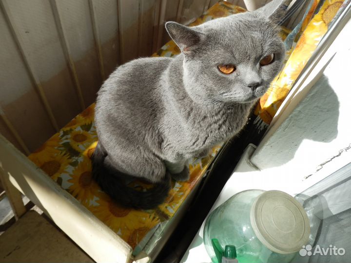 Британский кот международный чемпион. Вязка