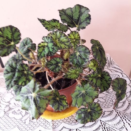 Бегония тигровая