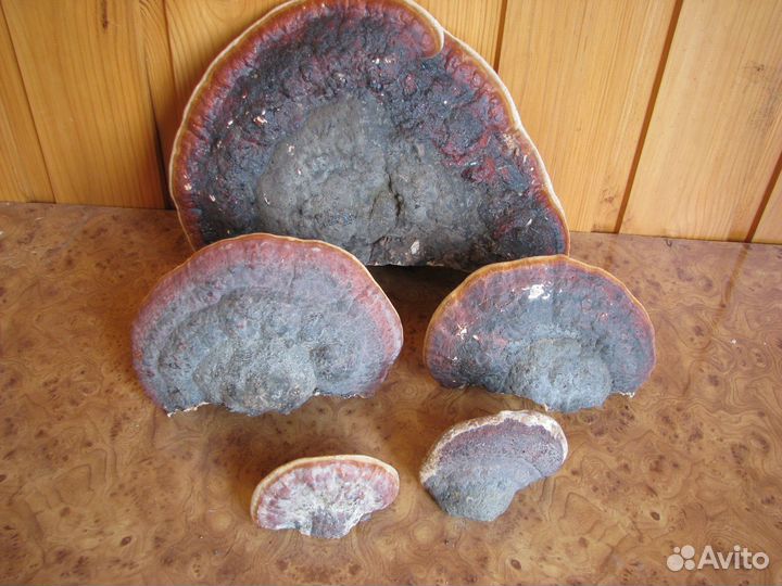 Трутовик окаймленный