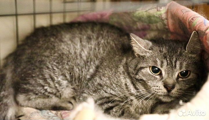 Миледи - метис британской кошечки, ищет дом