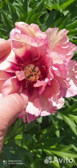 Пион Ито гибрид Хиллари