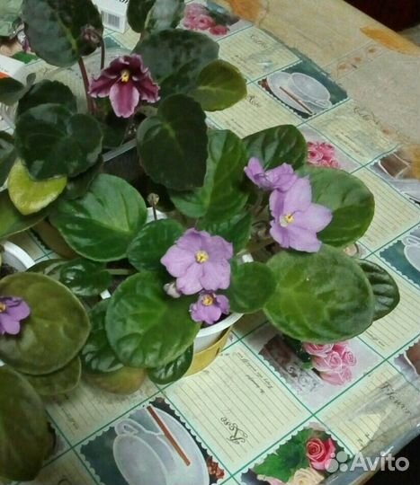 Комнатные растения цветы