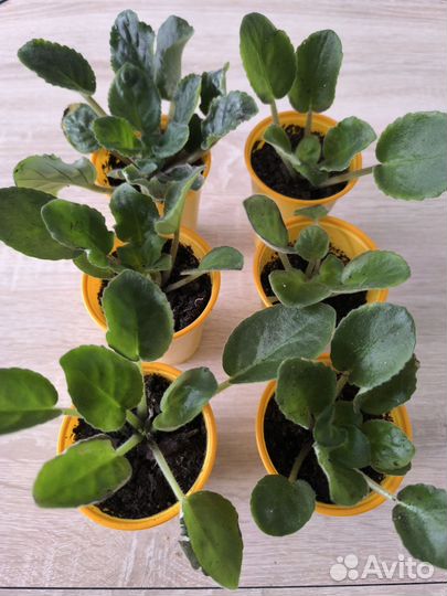 Сортовые фиалки