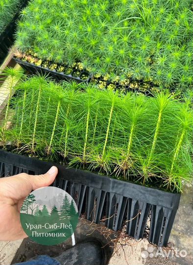 Сеянцы зкс Сосна окс Ель Лиственница Горная
