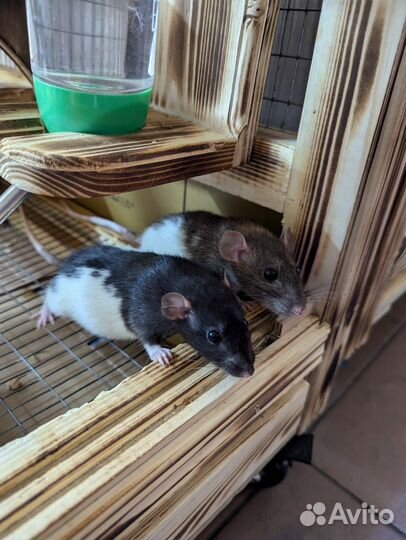 Крыса декоративная