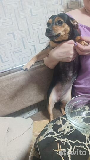 Собачку девочку на случку