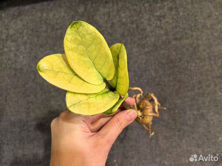 Замиокулькас Big round leaf Gold