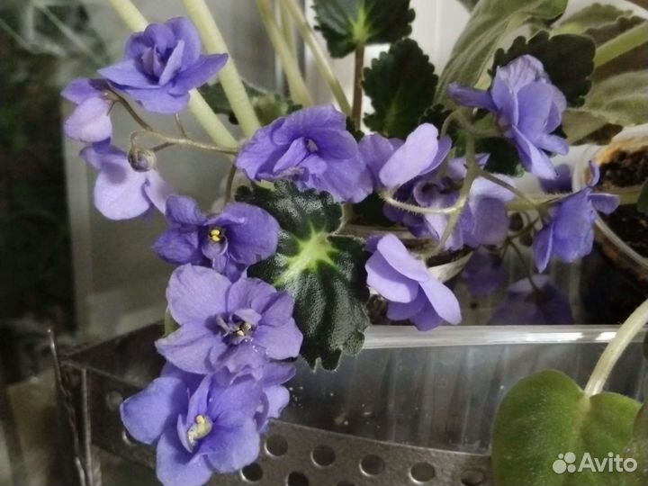 Фиалки трейлеры