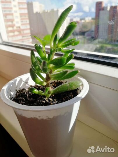 Крассула хоббит, малыши