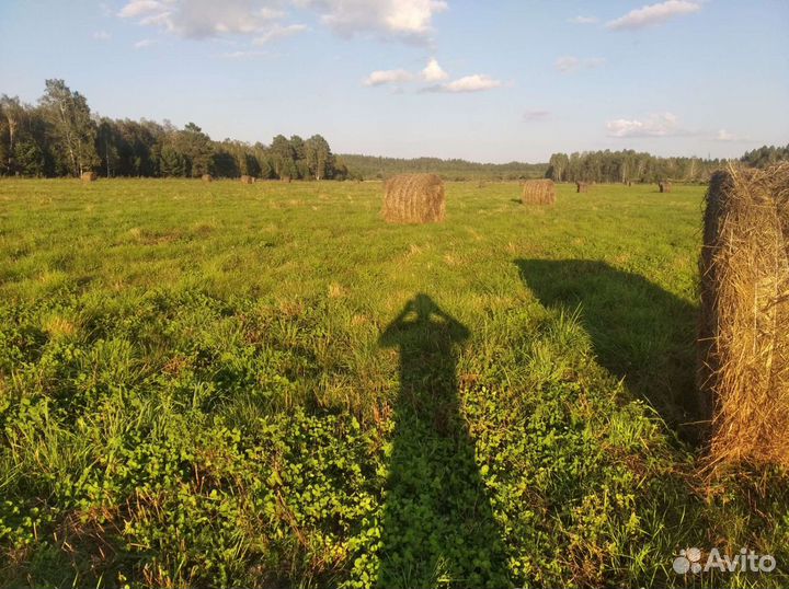 Продам сено в рулонах 250 кг