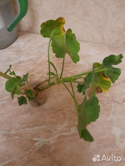 Комнатные растения цветы