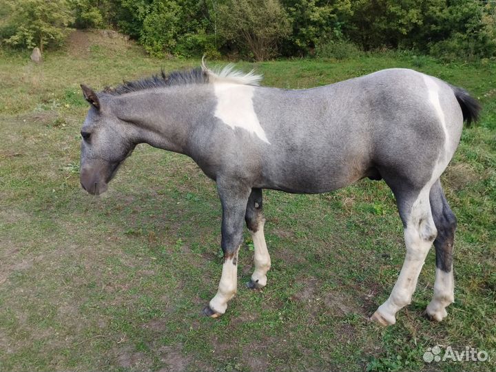 Лошади жеребята