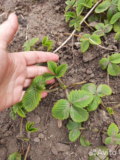 Клубника и земляника