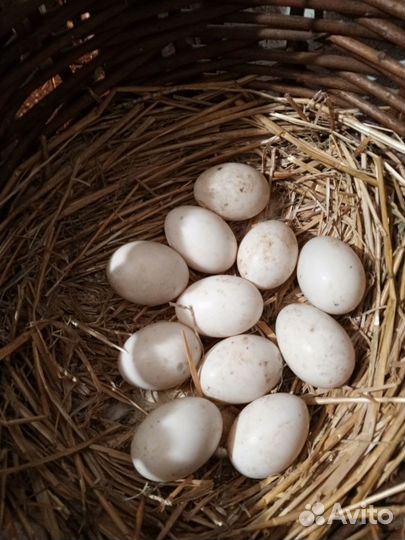 Инкубационное яйцо утки