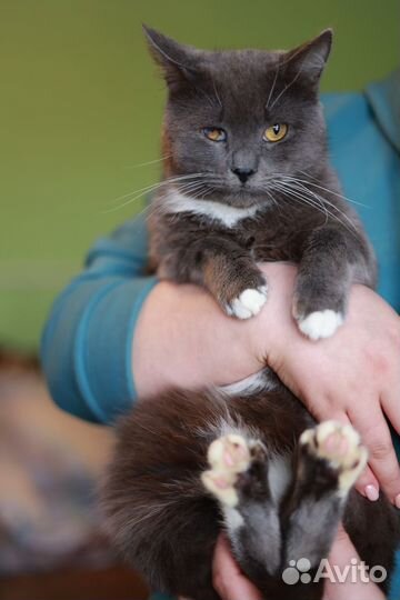 Плюшевый котик на счастье