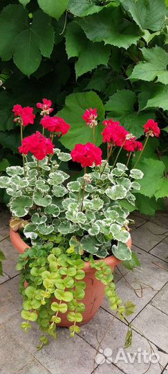 Пеларгония герань