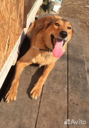 Рыжуля Люси