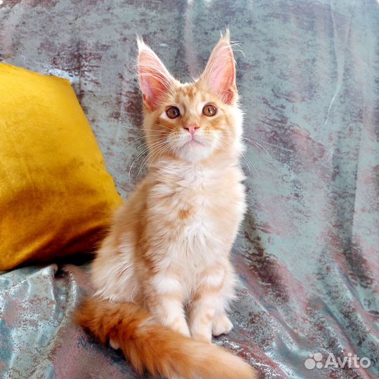 Котята мейн-кун