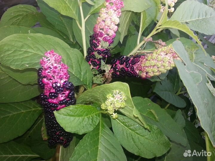Продам Лаконос