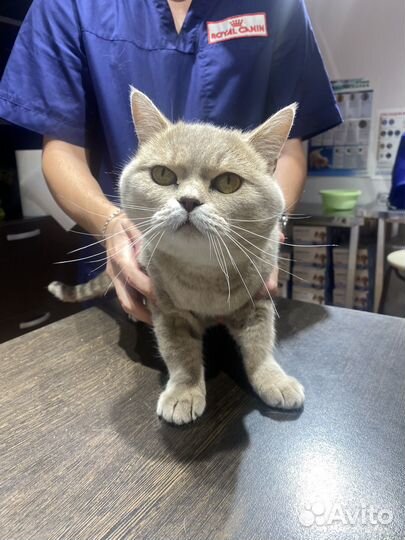 Котик в добрые руки