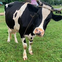 Домашнее коровье молоко Доставка