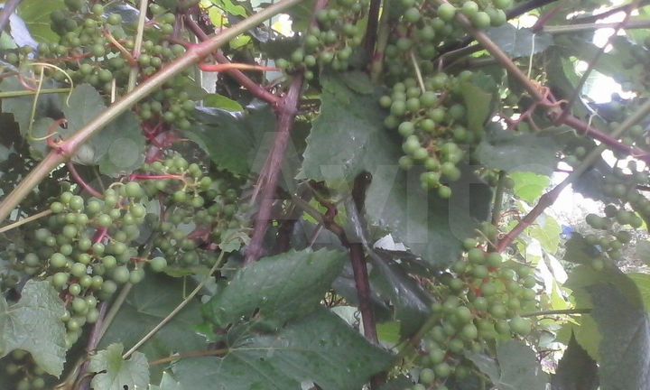 Дача 30 м² на участке 7,6 сот.