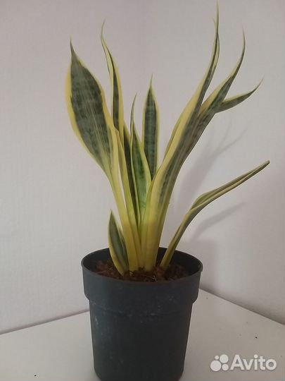 Сансевиерия El Dorado