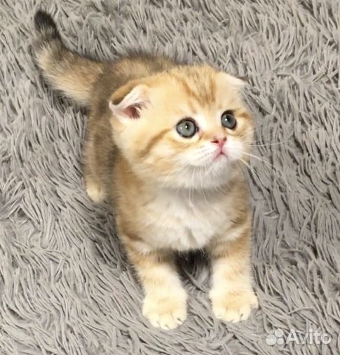 Шотландские вислоухие котята