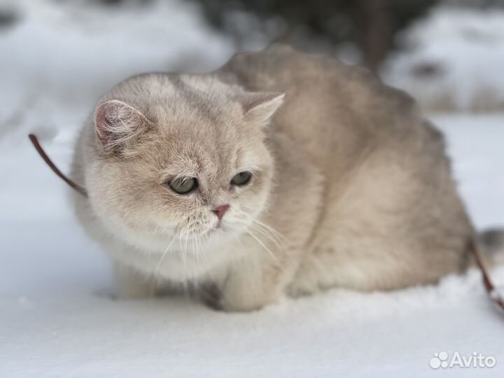 Британская кошечка
