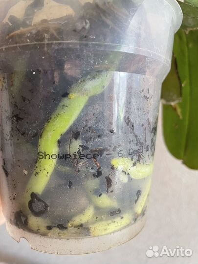 Орхидея фаленопсис