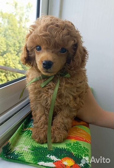 Той-пудель щенок